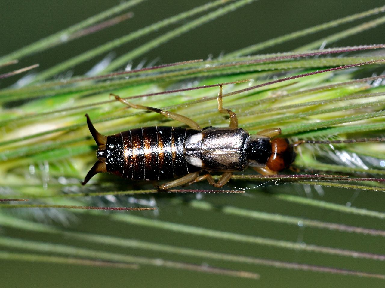 Forficula auricularia (maschio e femmina)